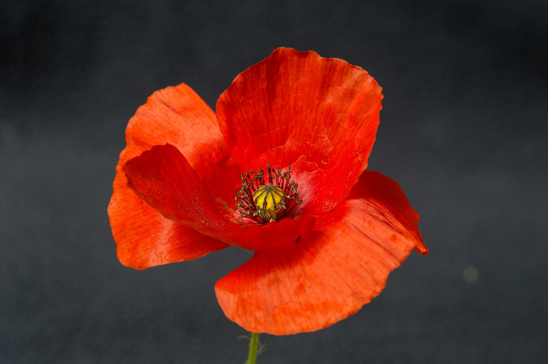 poppy